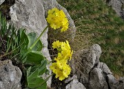 31 Primula orecchia d'orso (Primula auricula) sulle rocce del Canalino dei sassi